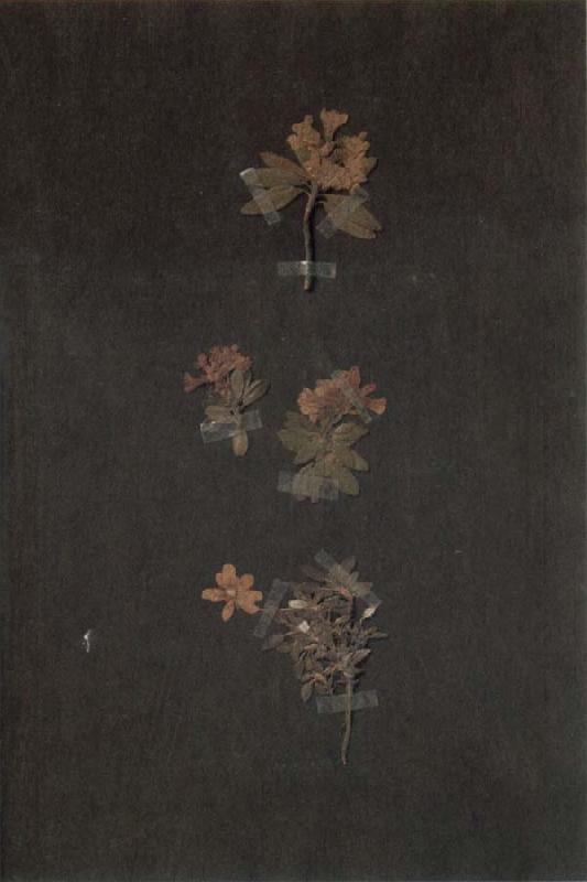 Paul Klee Herbarium